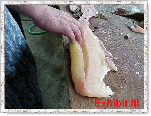 fillet pike remove y-bones from northern pike
